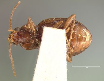 Media type: image;   Entomology 5581 Aspect: habitus ventral view